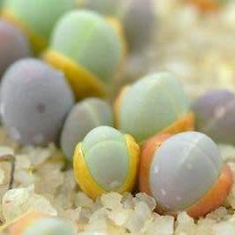 Gibbaeum comptonii Seeds -  Indigenous South African Endemic Succulent Mesemb - Sementes