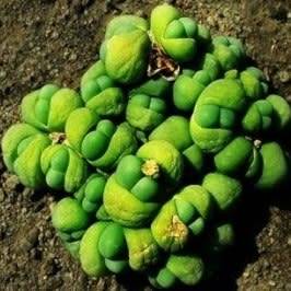 Gibbaeum heathii Seeds -  Indigenous South African Endemic Succulent Mesemb - Sementes