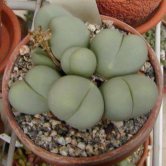 Gibbaeum heathii Seeds -  Indigenous South African Endemic Succulent Mesemb - Sementes
