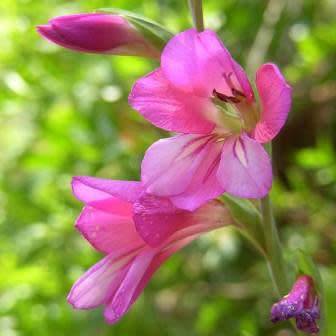 Gladiolus communis Seeds - Exotic Mediterranean Perennial Bulb - Cut Flowers - Combined Shipping