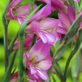 Gladiolus communis Seeds - Exotic Mediterranean Perennial Bulb - Cut Flowers - Combined Shipping