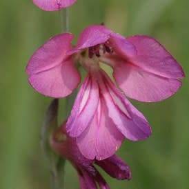 Gladiolus communis Seeds - Exotic Mediterranean Perennial Bulb - Cut Flowers - Combined Shipping