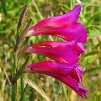 Gladiolus communis Seeds - Exotic Mediterranean Perennial Bulb - Cut Flowers - Combined Shipping