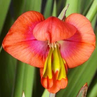 Gladiolus equitans Seeds - Indigenous South African Bulbous Plant - International Flat Ship Rate