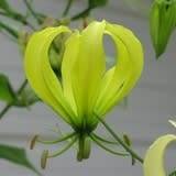 Gloriosa greenii Seeds - Beautiful & Rare Indigenous Tuberous Perennial Climber Vine - NEW
