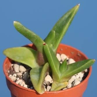 Glottiphyllum herrei Seeds - Tongue Plant - Indigenous South African Mesemb Succulent Seeds