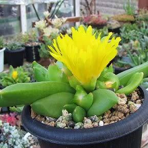 Glottiphyllum herrei Seeds - Tongue Plant - Indigenous South African Mesemb Succulent Seeds