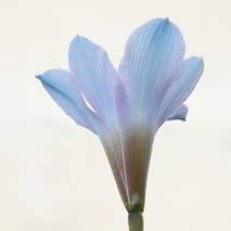 10 Habranthus caeruleus Seeds - Blue Rain Lily - Rare Perennial Bulbous Plant - Global Shipping