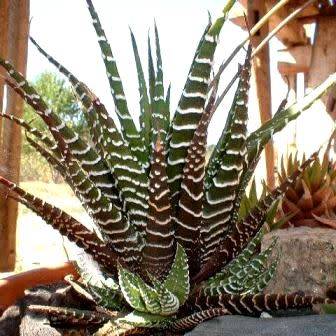 Haworthia fasciata Seeds - Indigenous Endemic Succulent - Combined Global Shipping - NEW