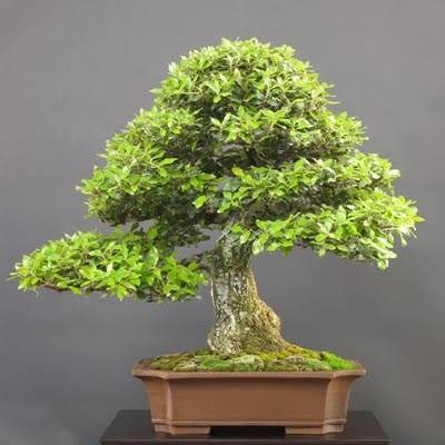 Ilex cornuta - Chinese Holly Bonsai - 5 Seeds + FREE Gifts Seeds + Bonsai eBook, NEW