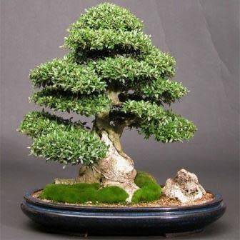 Ilex cornuta - Chinese Holly Bonsai - 5 Seeds + FREE Gifts Seeds + Bonsai eBook, NEW