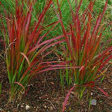 Satintail Grass - Imperata cylindrica Seeds - Ornamental Grass