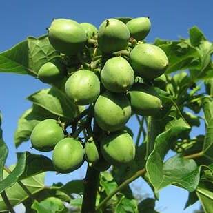 Jatropha curcas Seeds - Physic Nut Biodiesel Deciduous Tree Medicinal