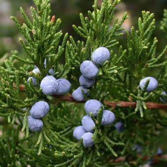 Juniperus virginiana Seeds - The source of Juniper oil - Used to Flavour Gin - Tree Shrub, NEW