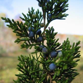 Juniperus virginiana Seeds - The source of Juniper oil - Used to Flavour Gin - Tree Shrub, NEW
