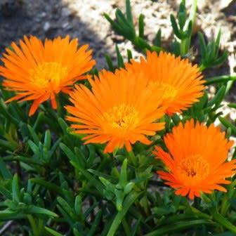 Lampranthus glaucoides - 5 Seed Pack - Indigenous Endemic Succulent Mesemb - NEW