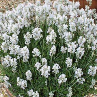Lavender Ellagance Snow Seeds - Lavandula angustifolia - Perennial Flower - Combined Shipping