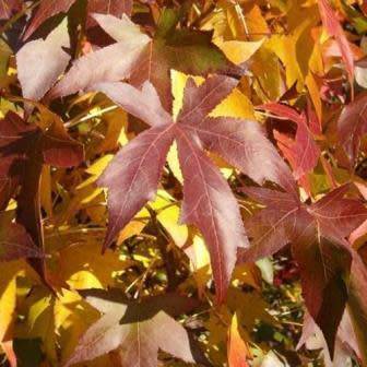 Liquidambar styraciflua - 10+ Seeds - American Sweetgum Tree Tree or Shrub, NEW