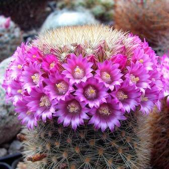 Mammillaria pilcayensis - 5 Seed Pack - Verified Seller - Exotic Succulent Cactus