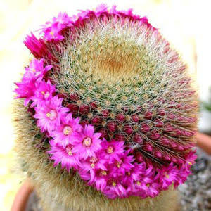Mammillaria pilcayensis - 5 Seed Pack - Verified Seller - Exotic Succulent Cactus