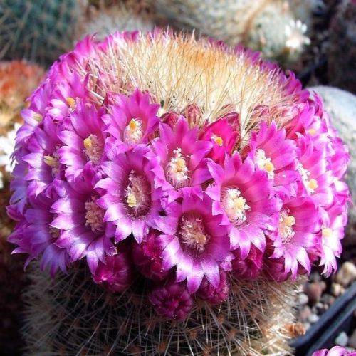 Mammillaria pilcayensis - 5 Seed Pack - Verified Seller - Exotic Succulent Cactus