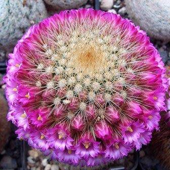 Mammillaria pilcayensis - 5 Seed Pack - Verified Seller - Exotic Succulent Cactus