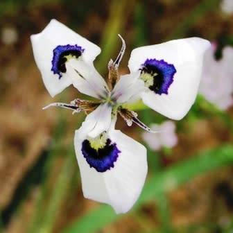 Moraea aristata Seeds - Indigenous Endemic Perennial Bulb Seeds for Sale in South Africa