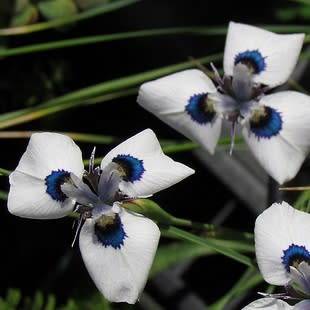 Moraea aristata Seeds - Indigenous Endemic Perennial Bulb Seeds for Sale in South Africa