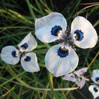 Moraea aristata Seeds - Indigenous Endemic Perennial Bulb Seeds for Sale in South Africa