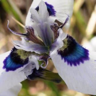 Moraea aristata Seeds - Indigenous Endemic Perennial Bulb Seeds for Sale in South Africa