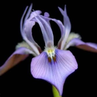 Moraea ciliata - 10+ Seed Pack - Indigenous Perennial Bulb - Combined Insured Global Shipping - New