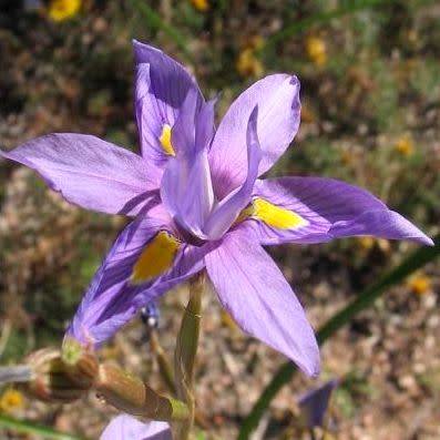 Moraea polystachya Seeds - South African Indigenous Perennial Bulb - Combined Global Shipping