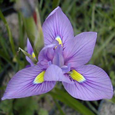 Moraea polystachya Seeds - South African Indigenous Perennial Bulb - Combined Global Shipping