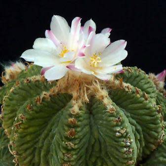 5 Aztekium ritteri Seeds - Rare Exotic Succulent - Cactus - Combined Worldwide Shipping