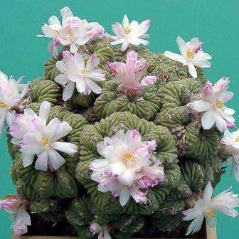 5 Aztekium ritteri Seeds - Rare Exotic Succulent - Cactus - Combined Worldwide Shipping