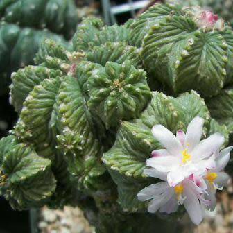 5 Aztekium ritteri Seeds - Rare Exotic Succulent - Cactus - Combined Worldwide Shipping