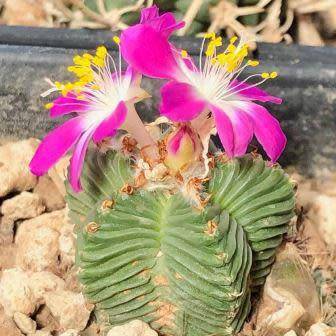 Aztekium valdezii Seeds - Rare Exotic Succulent - Cactus - Combined Worldwide Shipping