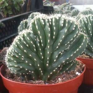 Pachycereus marginatus Seeds - Exotic Cactus, Insured Combined Shipping