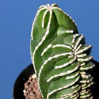 Pachycereus marginatus Seeds - Exotic Cactus, Insured Combined Shipping