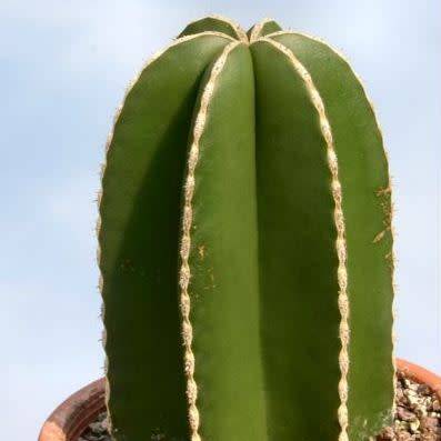Pachycereus marginatus Seeds - Exotic Cactus, Insured Combined Shipping