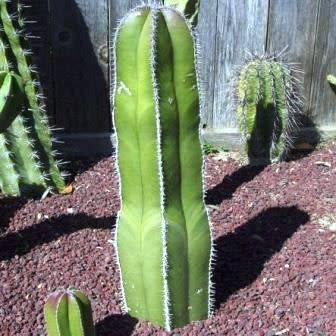 Pachycereus marginatus Seeds - Exotic Cactus, Insured Combined Shipping