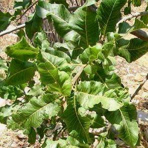 3 Pappea capensis Seeds - Indigenous Evergreen Fruit Tree, Jacket Plum, Bushveld Cherry- Global Ship