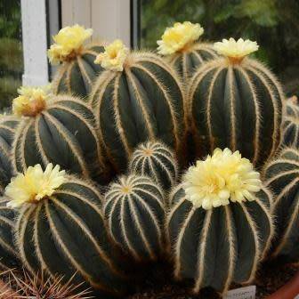 Parodia magnifica - 5 Seed Pack - Verified Seller - Exotic Succulent Cactus - Combined Shipping