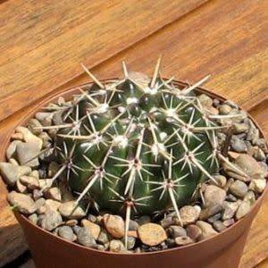 Parodia mammulosa ssp. submammulosa - 10+ Seed Pack - Verified Seller - Exotic Succulent Cactus