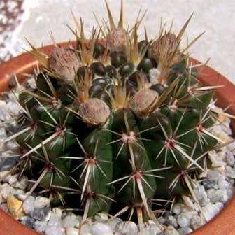 Parodia mammulosa ssp. submammulosa - 10+ Seed Pack - Verified Seller - Exotic Succulent Cactus