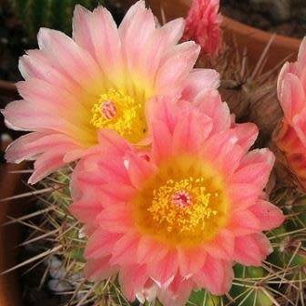 Parodia roseolutea - 10+ Seed Pack - Verified Seller - Exotic Succulent Cactus - Combined Shipping