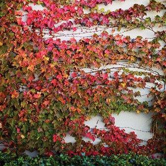 Parthenocissus tricuspidata var. veitchii - 5 Seed Pack - Bonsai Climber -Combined Shipping