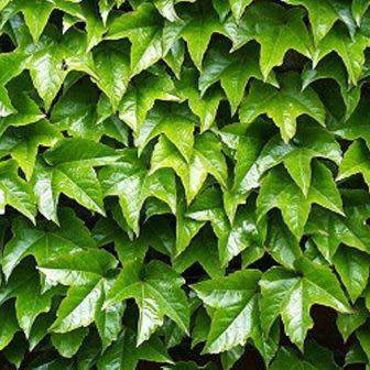 Parthenocissus tricuspidata var. veitchii - 5 Seed Pack - Bonsai Climber -Combined Shipping