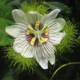 Passiflora foetida Seeds - Bush Passion Fruit - Edible Fruit - Exotic Perennial Vine
