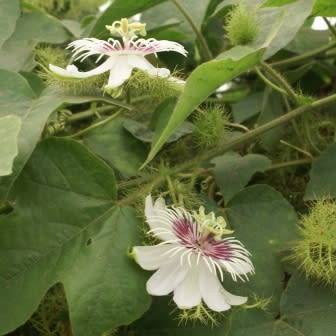 Passiflora foetida Seeds - Bush Passion Fruit - Edible Fruit - Exotic Perennial Vine